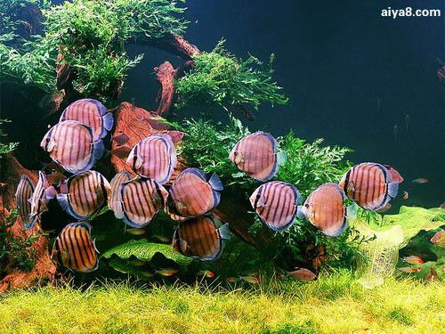 好养的小型神仙鱼（热带鱼中优雅的小公举神仙鱼养殖大全）(10)