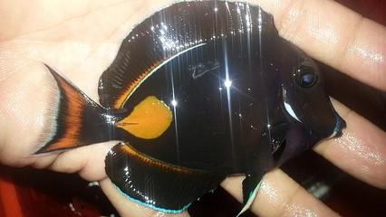 好养的小型神仙鱼（热带鱼中优雅的小公举神仙鱼养殖大全）(37)