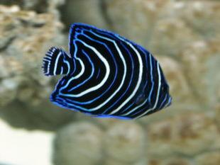 好养的小型神仙鱼（热带鱼中优雅的小公举神仙鱼养殖大全）(30)