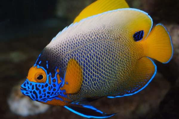 好养的小型神仙鱼（热带鱼中优雅的小公举神仙鱼养殖大全）(41)