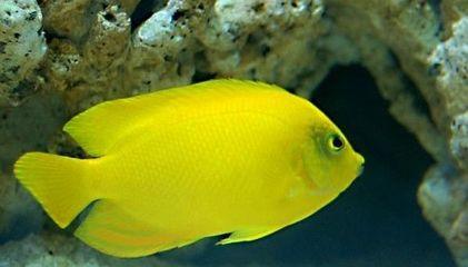 好养的小型神仙鱼（热带鱼中优雅的小公举神仙鱼养殖大全）(24)