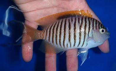 好养的小型神仙鱼（热带鱼中优雅的小公举神仙鱼养殖大全）(29)