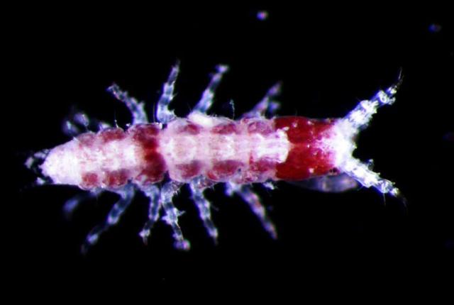 深海的那些神奇生物（50种最奇怪的深海生物）(46)