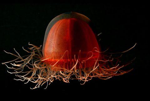 深海的那些神奇生物（50种最奇怪的深海生物）(24)