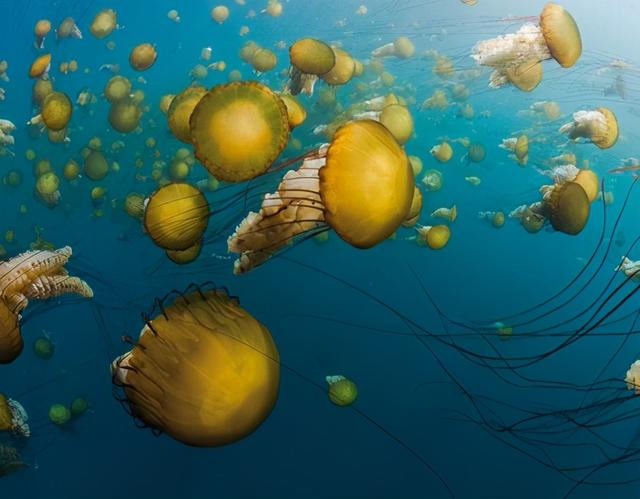 深海的那些神奇生物（50种最奇怪的深海生物）(48)