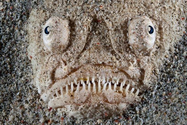 深海的那些神奇生物（50种最奇怪的深海生物）(31)