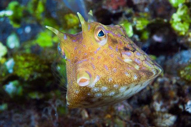 深海的那些神奇生物（50种最奇怪的深海生物）(42)