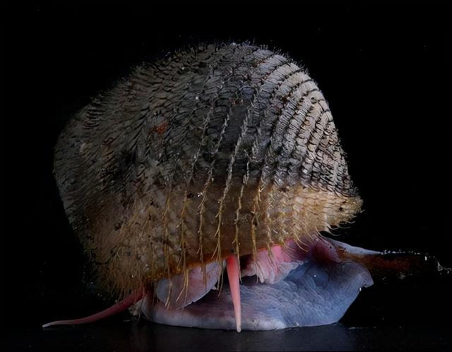 深海的那些神奇生物（50种最奇怪的深海生物）(35)