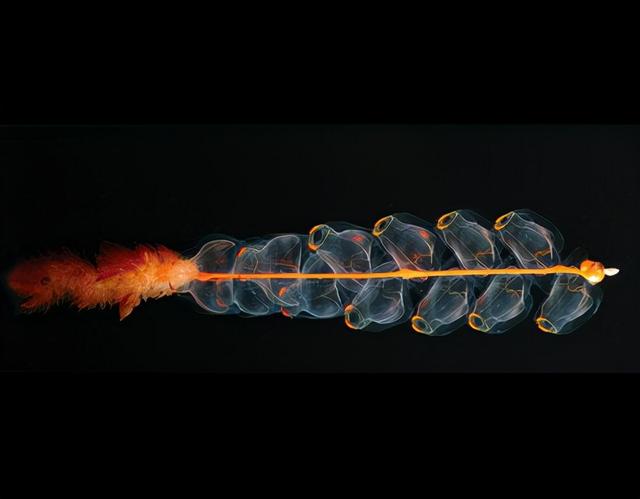 深海的那些神奇生物（50种最奇怪的深海生物）(13)