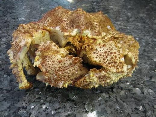 深海的那些神奇生物（50种最奇怪的深海生物）(7)