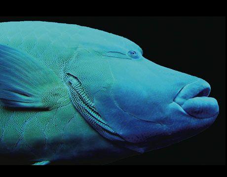 深海的那些神奇生物（50种最奇怪的深海生物）(47)