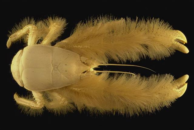 深海的那些神奇生物（50种最奇怪的深海生物）(25)