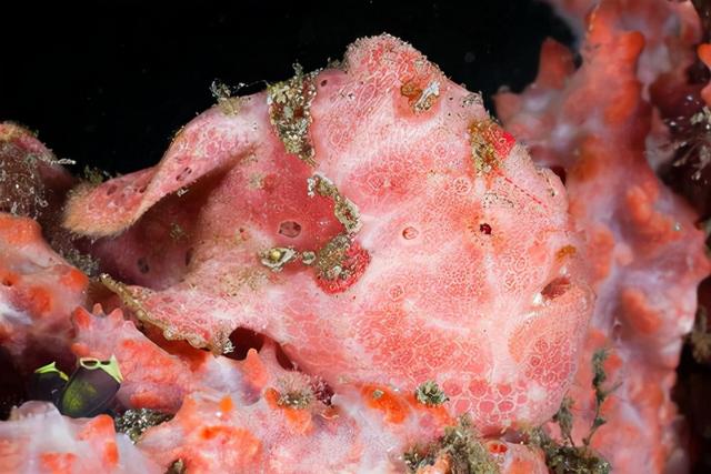 深海的那些神奇生物（50种最奇怪的深海生物）(3)