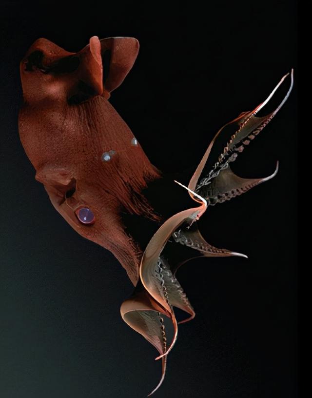 深海的那些神奇生物（50种最奇怪的深海生物）(20)