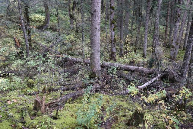 九寨沟黄龙自助游实用攻略（黄龙4日自驾游记）(70)