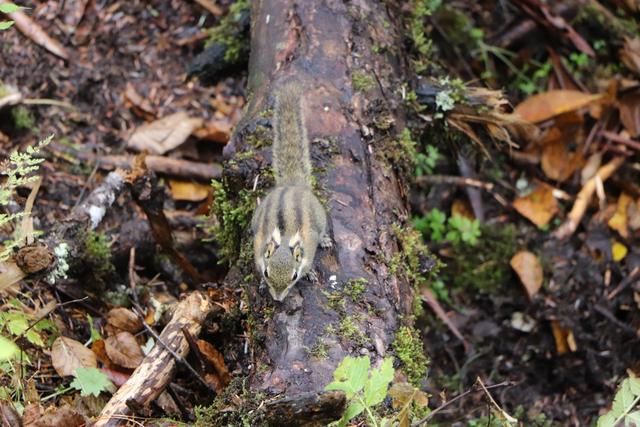 九寨沟黄龙自助游实用攻略（黄龙4日自驾游记）(80)