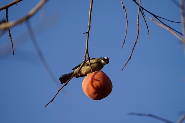 索尼t9评测（越用越顺手的速度新旗舰）(50)