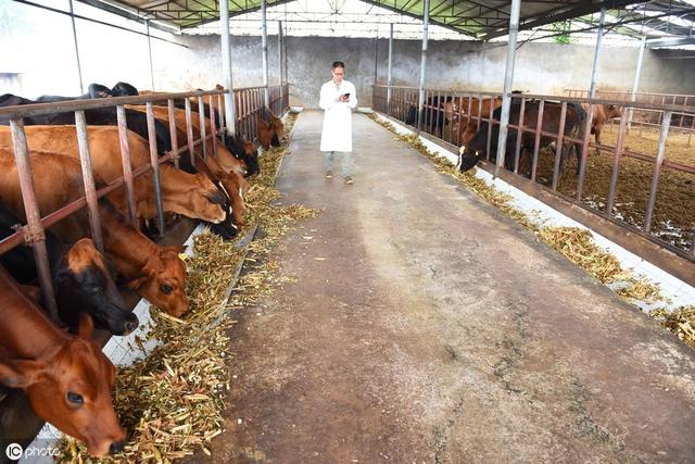 育肥牛饲料的最佳配方，教你怎么配育肥牛的精饲料(3)