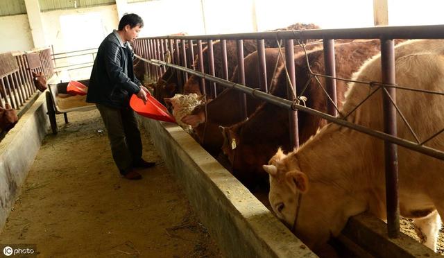育肥牛饲料的最佳配方，教你怎么配育肥牛的精饲料(1)