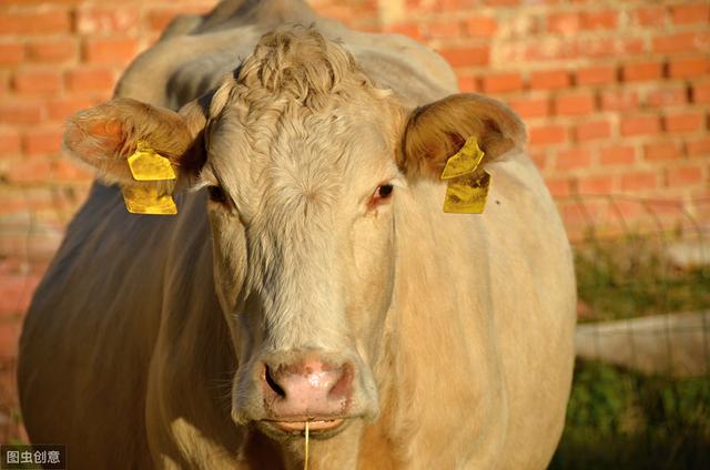 育肥牛饲料的最佳配方，教你怎么配育肥牛的精饲料(2)