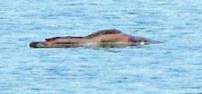 ​广东湛江湖光岩水怪究竟，多人目打龙鱼神龟的传闻