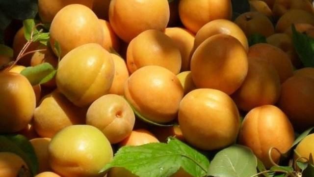 吃黑布林有什么好处，李子黑布林好吃营养，为啥卖不上价？图8