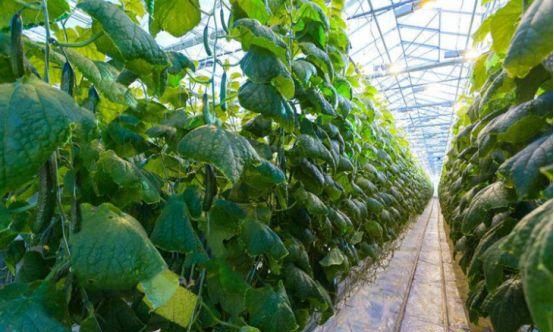 黄瓜种植需要注意什么
