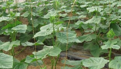 请问黄瓜栽培管理技术有哪些