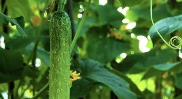 黄瓜栽培技术要点,黄瓜种植技术图4
