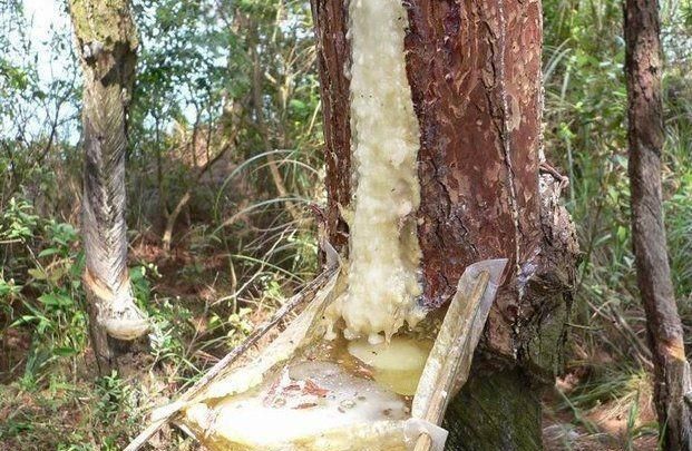 松香拔毛有毒吗