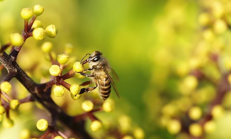 勤劳的动物有哪些比较瘦