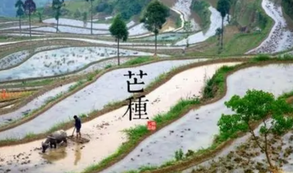 芒种的含义是什么,芒种是什么季节的节气什么意思图3