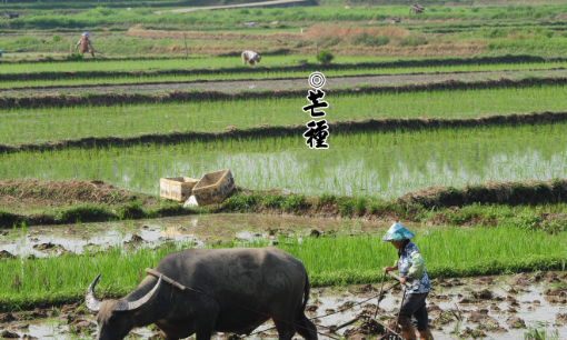 芒种的含义是什么,芒种是什么季节的节气什么意思图4