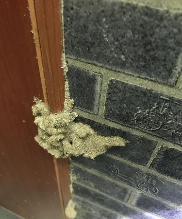 白蚁的危害性有多大