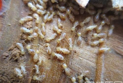 家里白蚁的危害有哪些