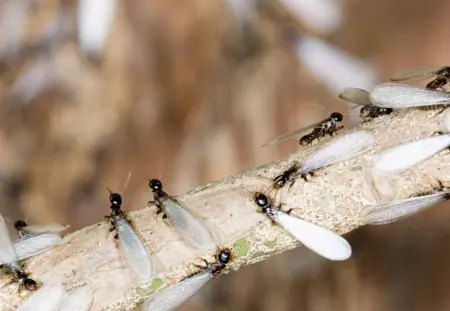 白蚁的危害性有多大,白蚁对人体的危害有哪些图4