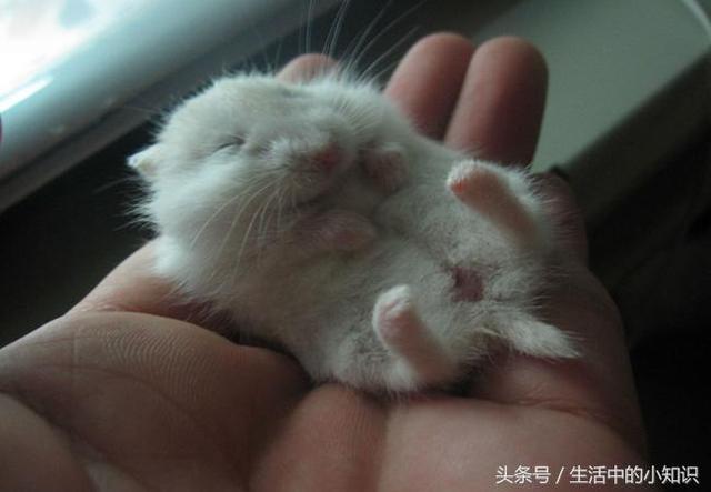 自制仓鼠棉窝教程（怎么养小仓鼠）(7)