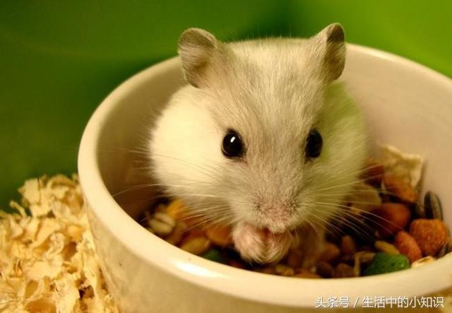 自制仓鼠棉窝教程（怎么养小仓鼠）(2)