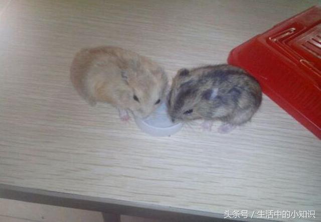 自制仓鼠棉窝教程（怎么养小仓鼠）(6)