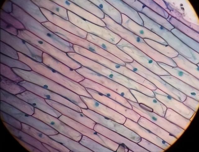 生物学习方法高中（高中生物的6种学习方法）(8)