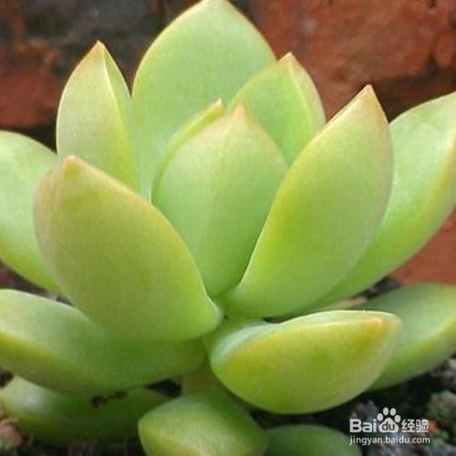 多肉养殖方法及注意事项（多肉怎么养殖）