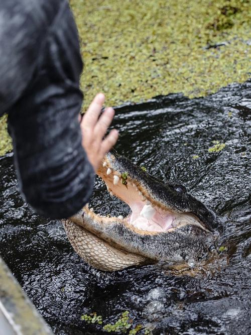 鳄鱼能吃吗（鳄鱼肉有什么营养）