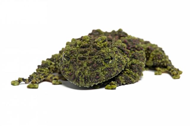 这些青蛙的叫声哪种最不吓人(自然界15种最为奇特的蛙类)(5)