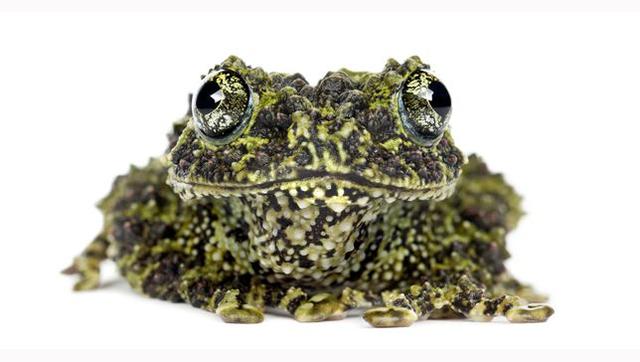 这些青蛙的叫声哪种最不吓人(自然界15种最为奇特的蛙类)(1)