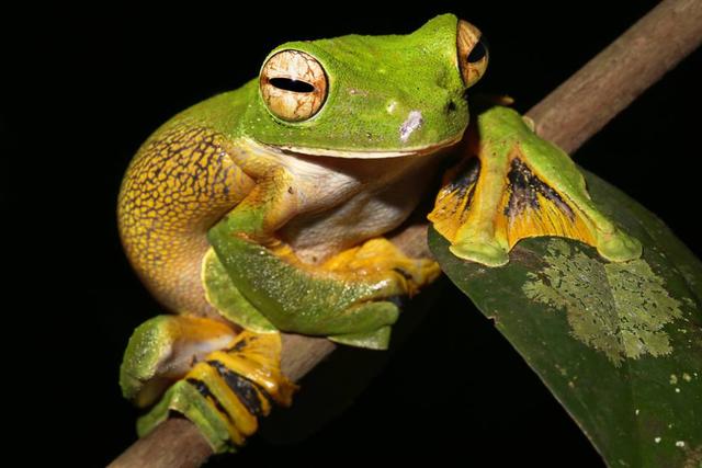 这些青蛙的叫声哪种最不吓人(自然界15种最为奇特的蛙类)(9)