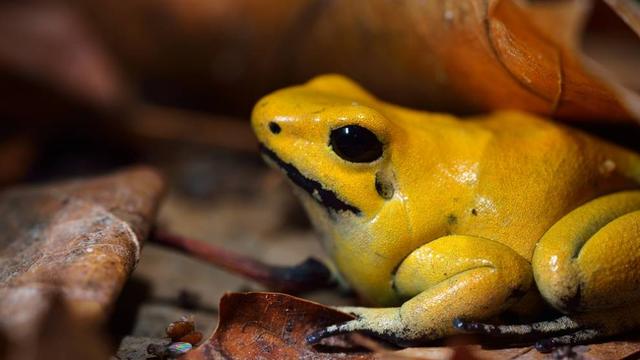 这些青蛙的叫声哪种最不吓人(自然界15种最为奇特的蛙类)(7)