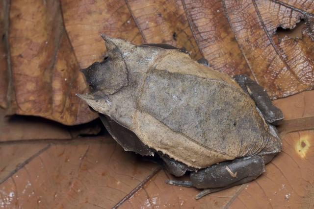 这些青蛙的叫声哪种最不吓人(自然界15种最为奇特的蛙类)(15)