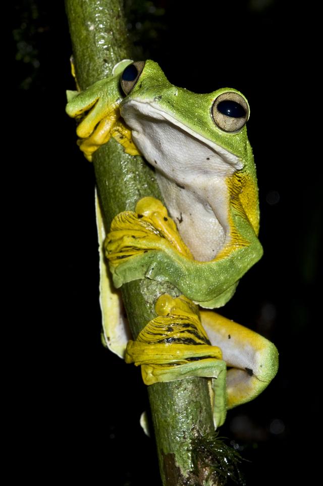 这些青蛙的叫声哪种最不吓人(自然界15种最为奇特的蛙类)(10)
