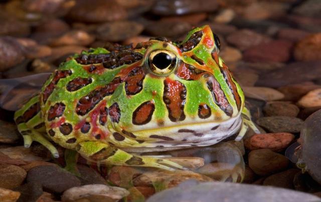 这些青蛙的叫声哪种最不吓人(自然界15种最为奇特的蛙类)(3)