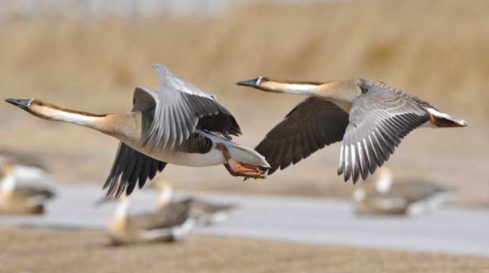 问世间情为何物下一句,问世间情为何物,下句是什么图2